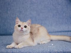-Bastet sally猫舍购宠(静安店)
