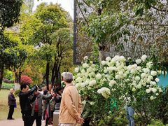 -铁山坪森林公园