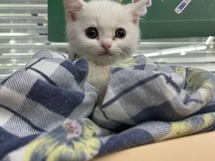 -爱侣宠医·鹦鹉专科·小型哺乳类·异宠专科(灵石路店)