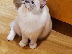 -滚猫咖啡·猫咖·猫友好撸猫(未来城店)