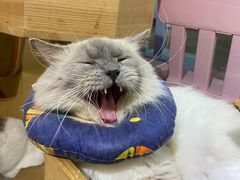 -more than meow吴止猫主题餐厅(承德 中船汇店)