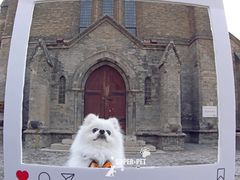 -超宠爱宠物摄影-Super pet