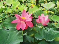 -上海市保健医疗中心