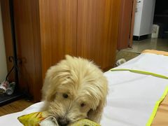 -萌兽医馆·宠物医院·猫骨科(创景店)