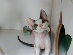 -Bastet sally猫舍购宠(静安店)