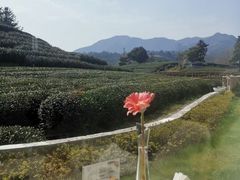 -龙坞茶村