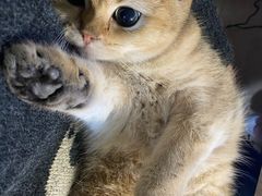 -猫大福·Fortune Cat猫舍(百子湾店)