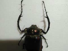 -上海昆虫博物馆