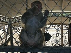 -西霞口神雕山野生动物世界