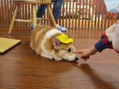 -豆柴町-柴犬主题狗咖(红鼎国际C座店)