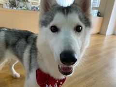 -Husky Go! 哈士奇体验馆·宠物咖啡厅狗咖