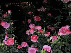 -人民公园(罗湖区)