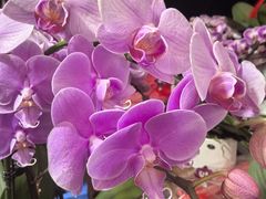 -龙大花卉苗木市场