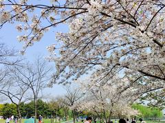 -蠡湖大桥公园