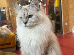 -和它·交个朋友·狗咖猫咖(爱琴海店)