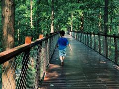 -黄海国家森林公园