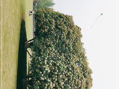 -青枫公园