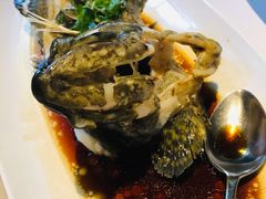 老虎斑-梧桐