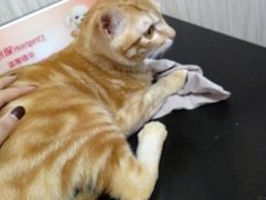 -安安宠医宠物医院·异宠·犬猫内科(岳阳分院)