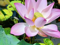 -中国科学院华南植物园