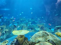 -西雅图水族馆
