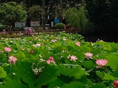 -荔湾湖公园