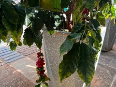-Torch Coffee 炬点咖啡