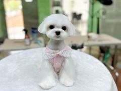 -鑫艺宠物美容培训学校