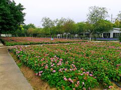 -广东花都香草世界旅游度假区