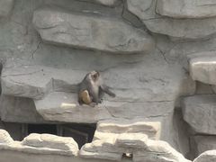 -五龙山野生动物王国