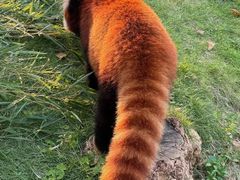 -灵玲国际马戏城