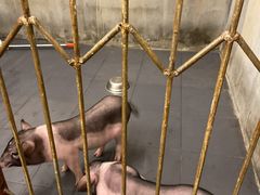 -三肥两瘦烤肉(鹿城店)