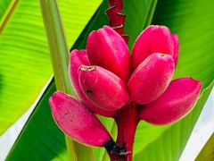 -北京植物园-展览温室