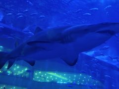 -成都浩海立方海洋公园