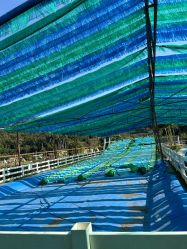 -阿菠萝小猪农场·萌宠乐园·亲子游·研学