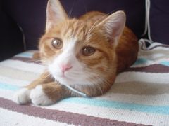 -Sirena海妖日咖夜酒