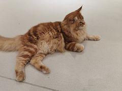 -藏猫猫咖啡主题馆(中央大道店)