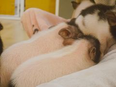 -浣熊柯尔鸭土拨鼠·电玩咖