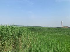 -吴淞炮台湾湿地森林公园烧烤区