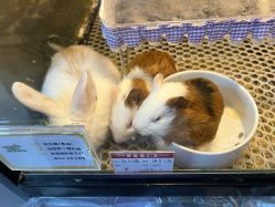-神奇动物撸宠馆·羊驼·小浣熊·异宠(豫园店)