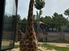 -西霞口神雕山野生动物世界