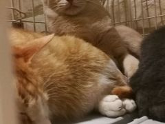 -猫咖时代(中山亭店)