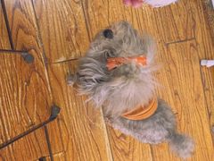 -志龙皇冠吃货椰子铺