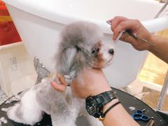 -momokira米努特·德文卷毛猫·棉花面纱犬