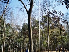 -大蜀山国家森林公园