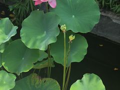 -汤宴·参须肚包鸡(南京路店)