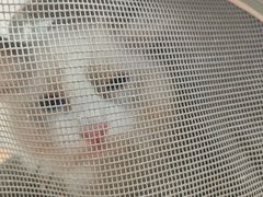 -爱佳宠物中心医院24H·CT·骨外科·猫专科(瑶海万达店)