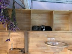 -喵屿·大理花园猫咖