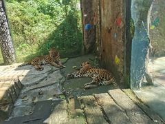 -贵州森林野生动物园