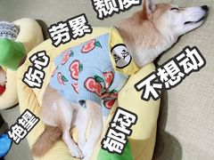 -逗柴咖啡屋·狗咖猫咖宠物桌游